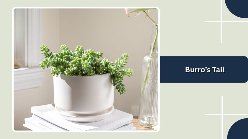 Burro’s Tail