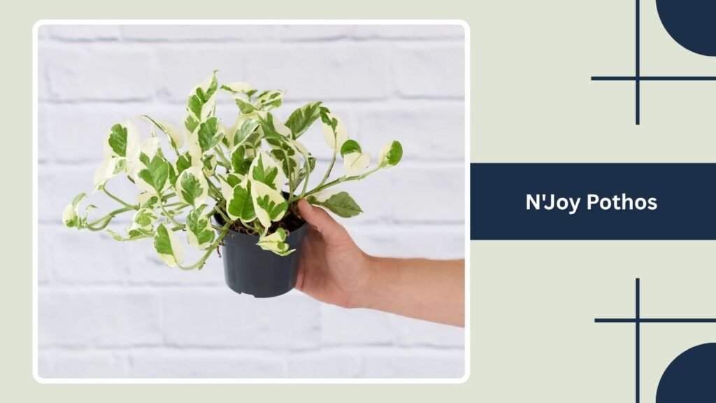 N'Joy Pothos