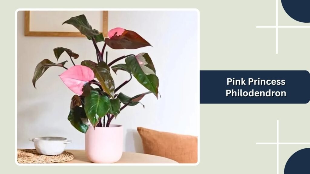 Pink Princess Philodendron