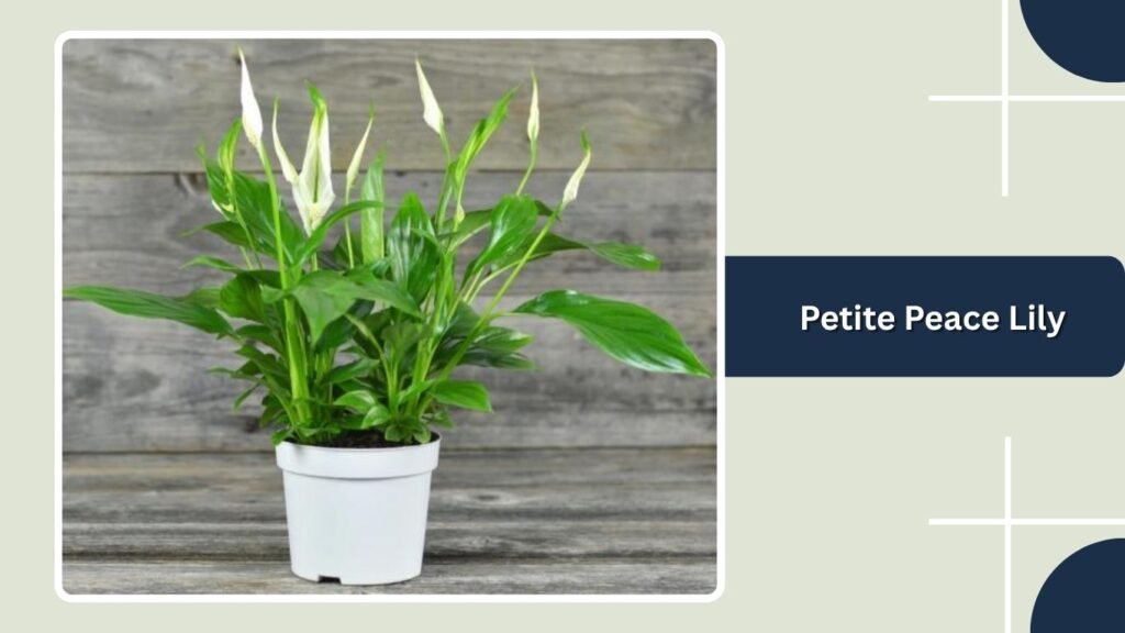 Petite Peace Lily (Spathiphyllum 'Petite')