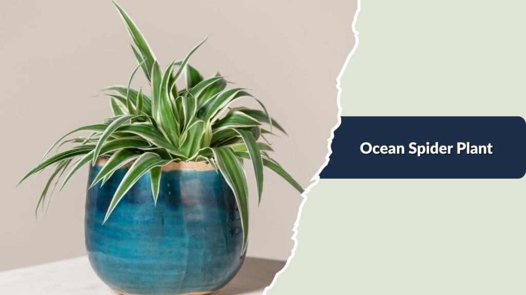 Ocean Spider Plant (Chlorophytum comosum 'Ocean')