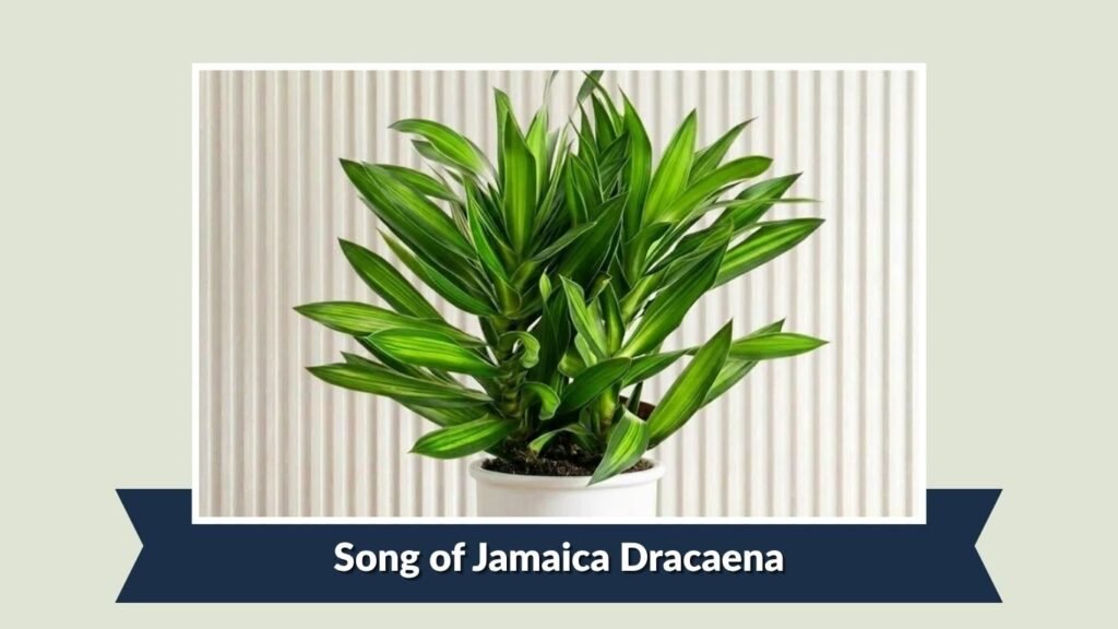 Song of Jamaica Dracaena (Dracaena reflexa 'Song of Jamaica')