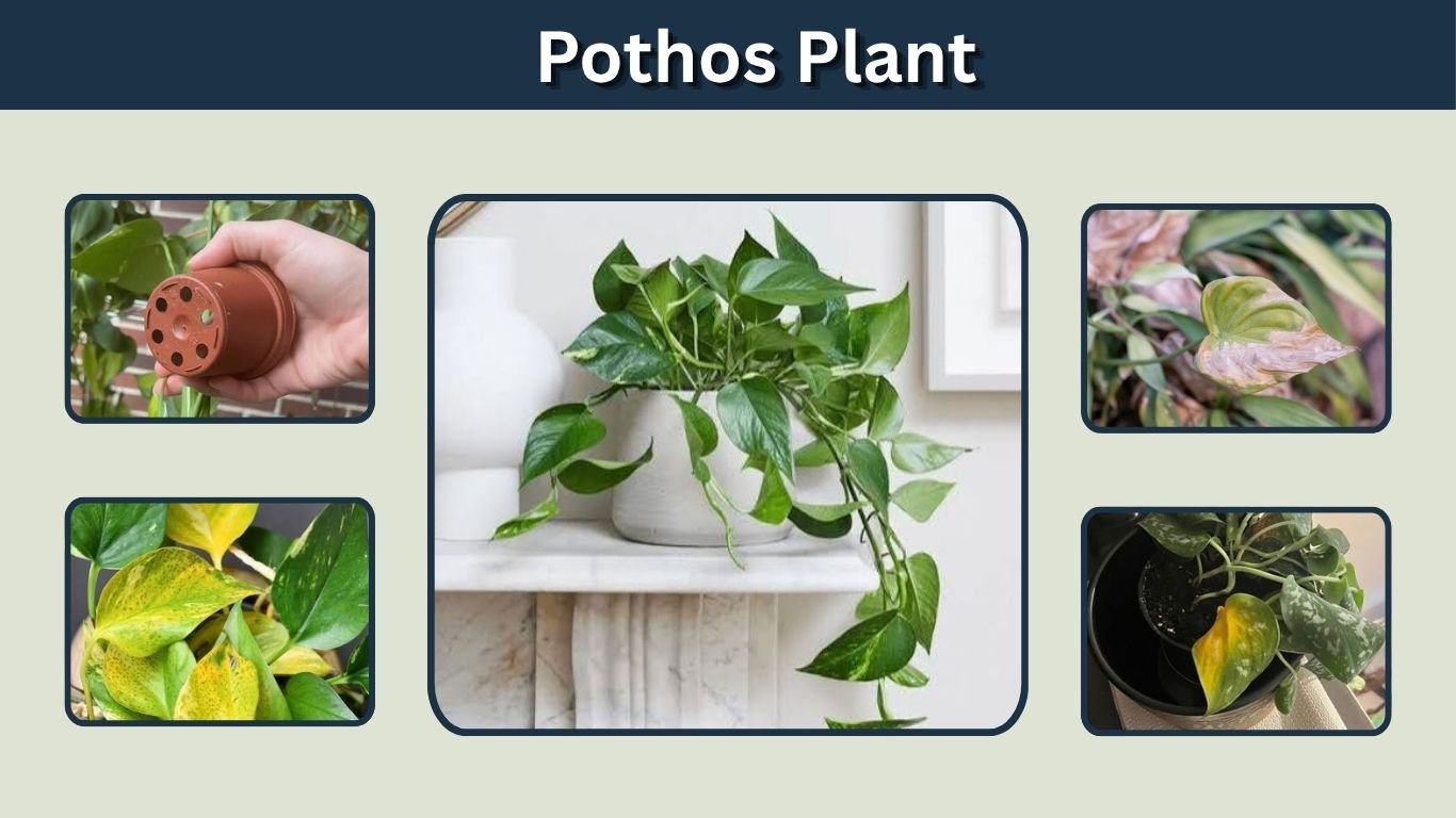 Pothos Plant: Complete Indoor Growing and Care Guide
