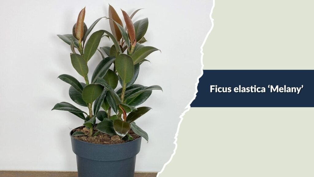  Ficus elastica ‘Melany’ (Melany Rubber Plant)