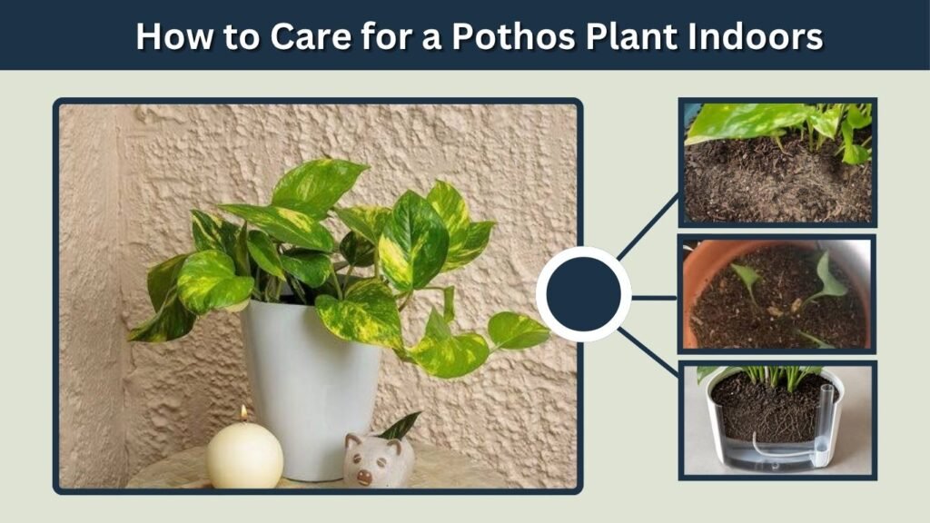 How to Care for a Pothos Plant Indoors