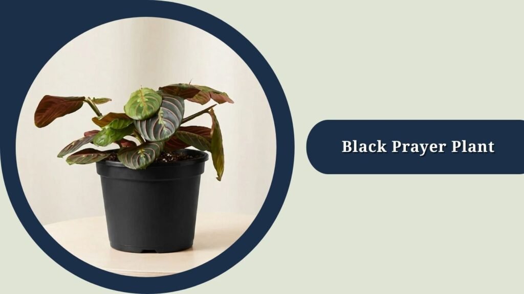 Black Prayer Plant (Maranta leuconeura 'Massangeana')