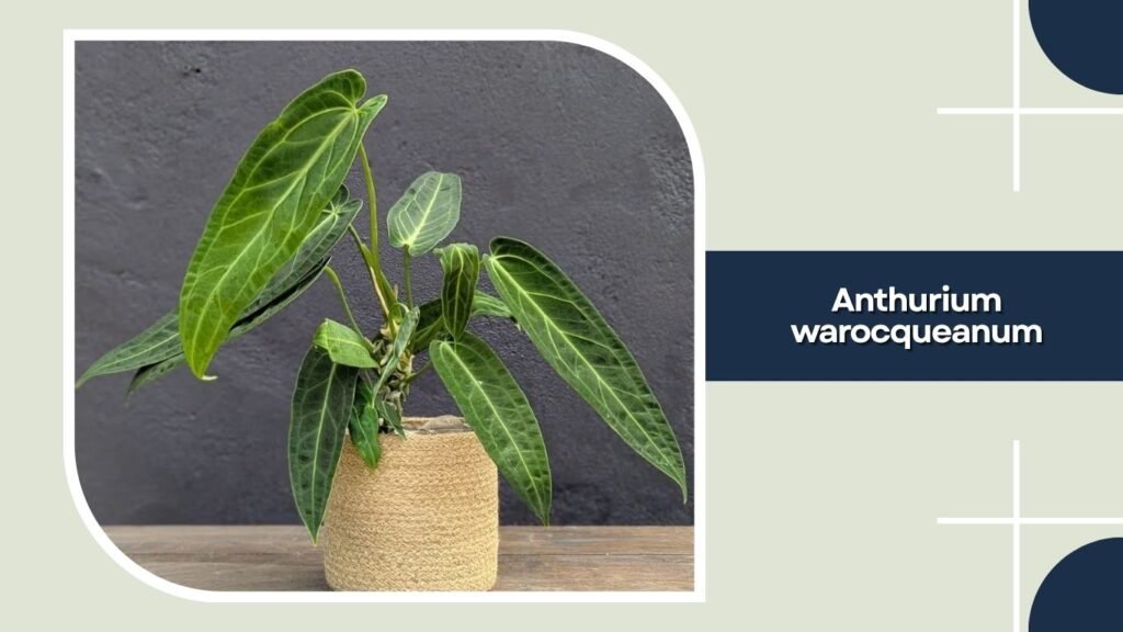 Anthurium warocqueanum