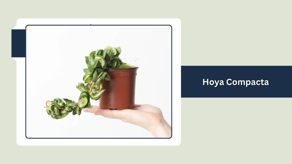 Hoya Compacta (Hoya carnosa 'Compacta')