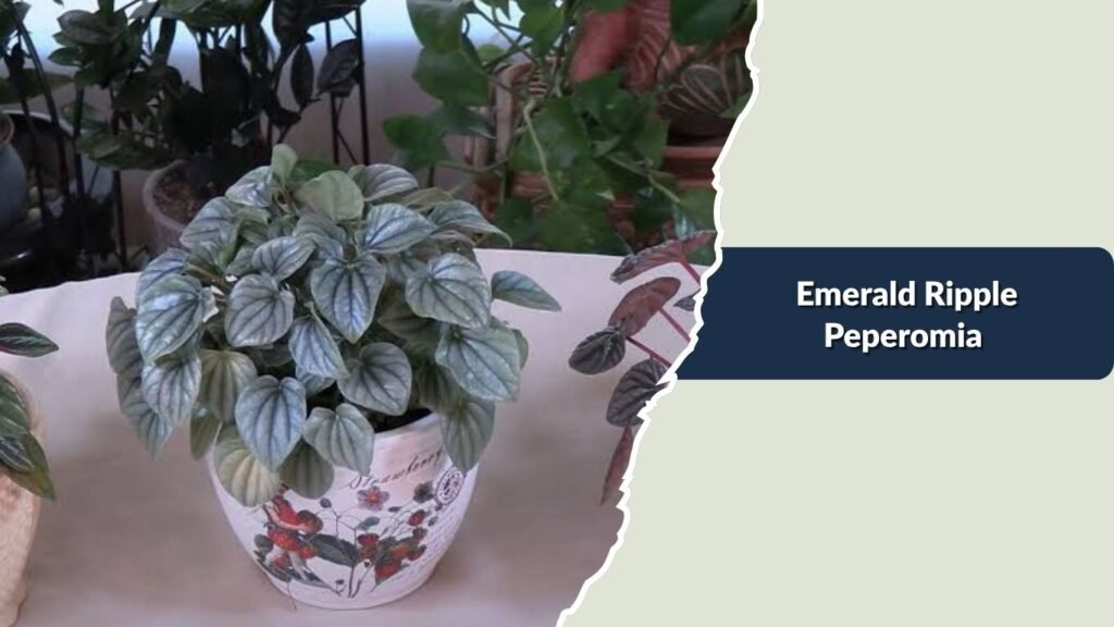 Emerald Ripple Peperomia (Peperomia caperata)