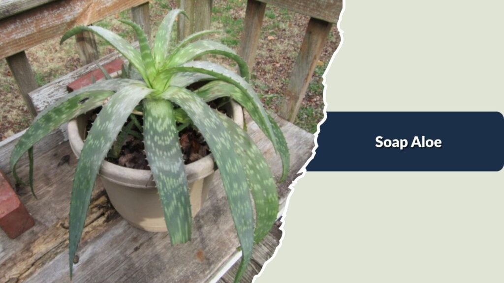 Soap Aloe
