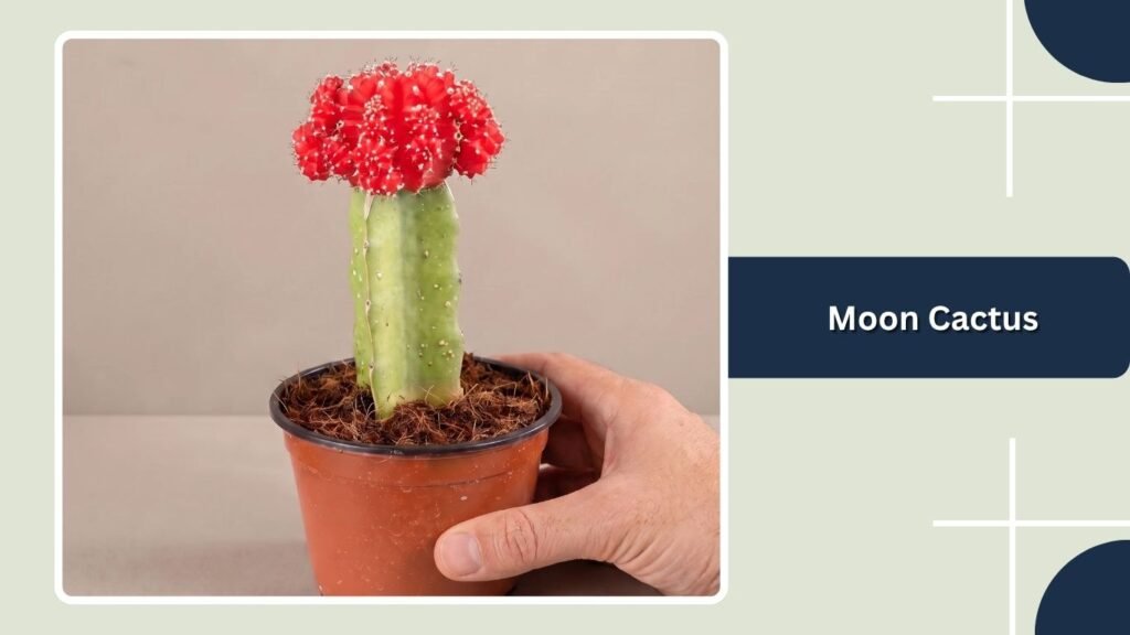  Moon Cactus