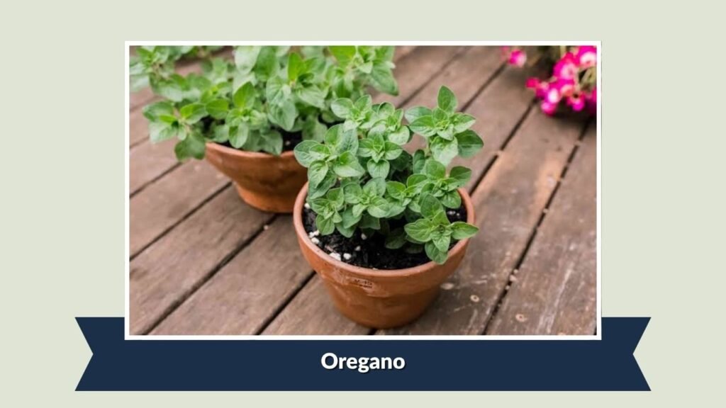 Oregano