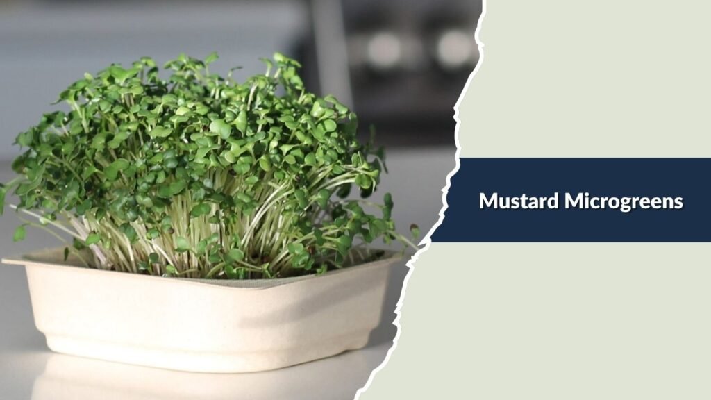Mustard Microgreens