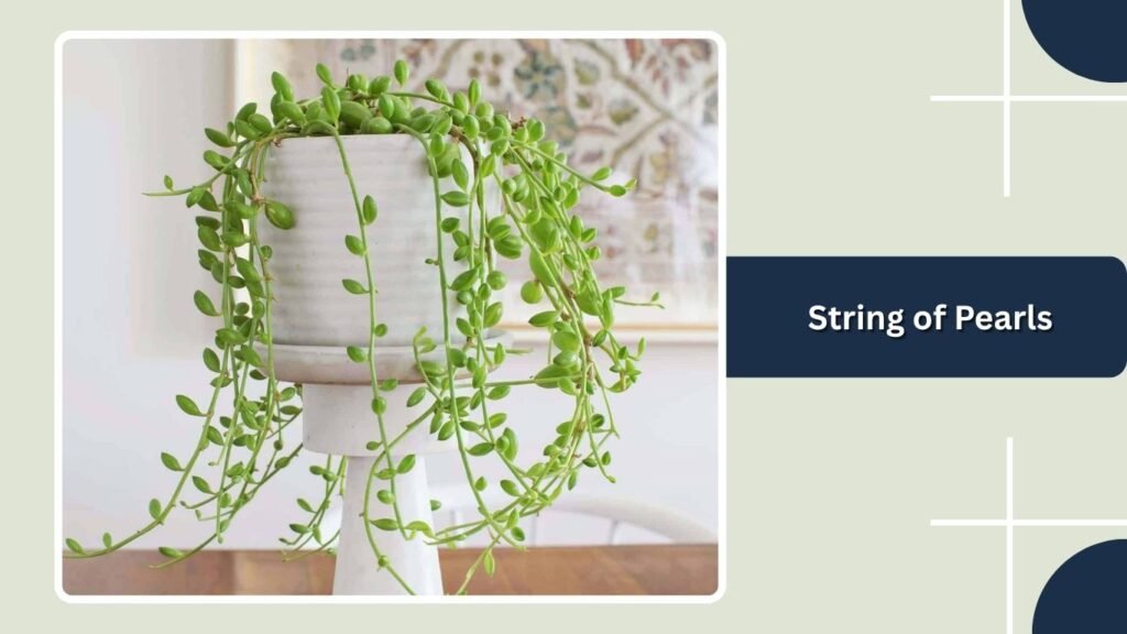 String of Pearls