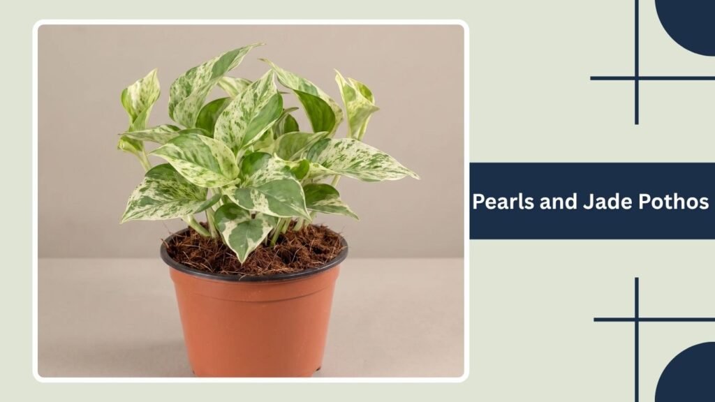 Pearls and Jade Pothos