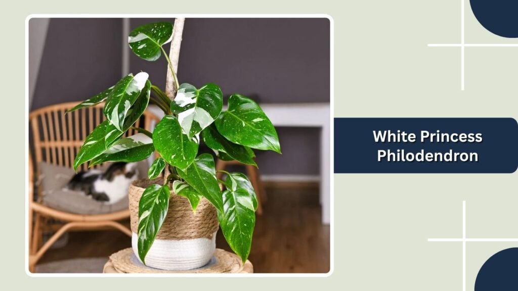 White Princess Philodendron