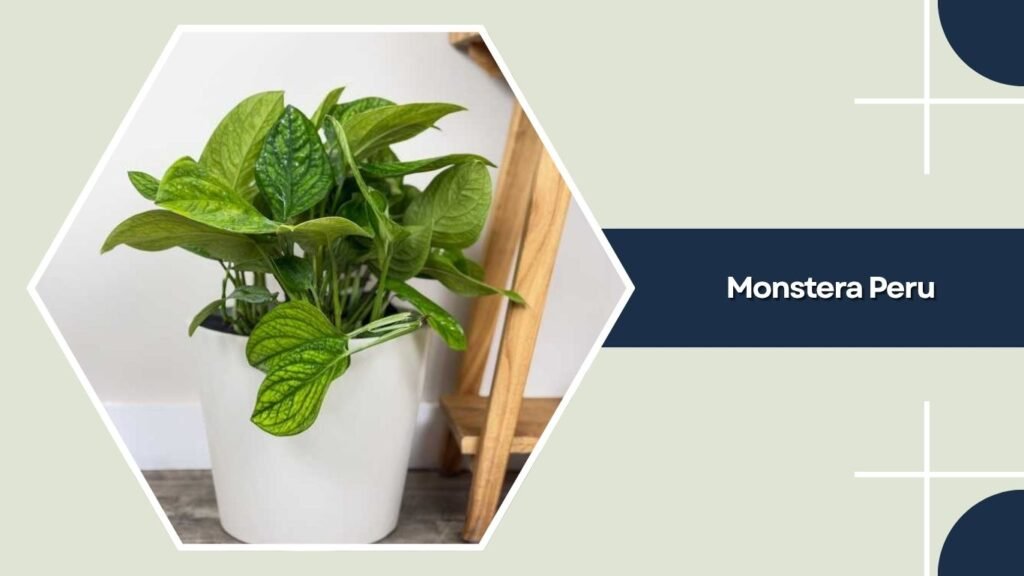 Monstera Peru (Monstera Karstenianum)