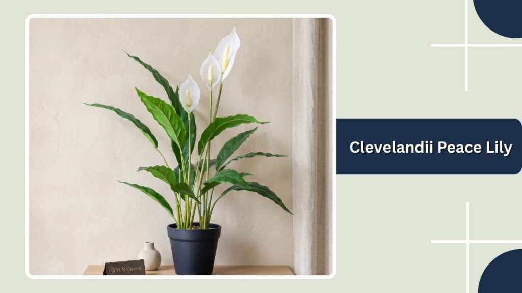 Clevelandii Peace Lily (Spathiphyllum 'Clevelandii')