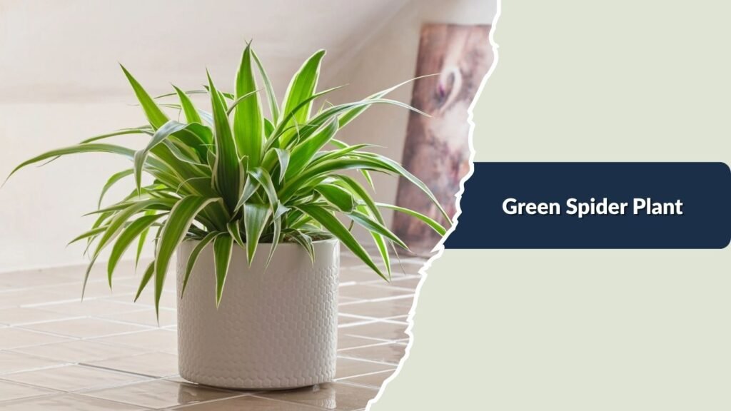 Green Spider Plant (Chlorophytum comosum)