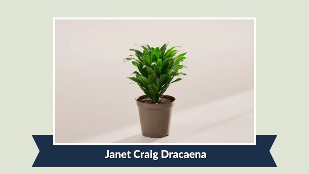 Janet Craig Dracaena (Dracaena fragrans 'Janet Craig')