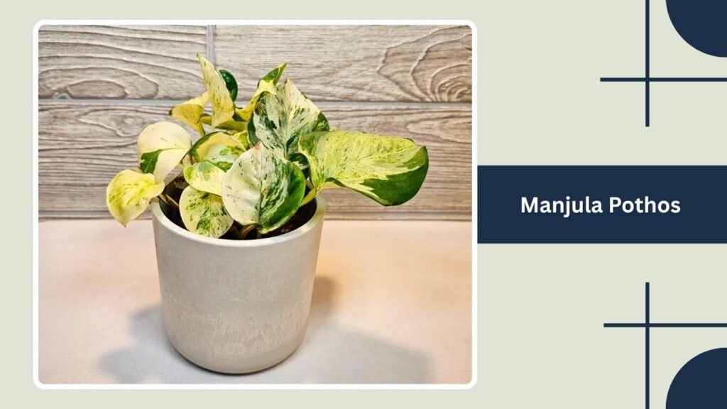 Manjula Pothos