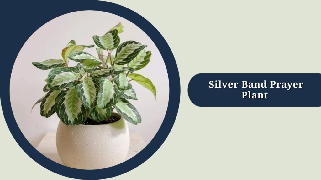 Silver Band Prayer Plant (Maranta leuconeura 'Silver Band')