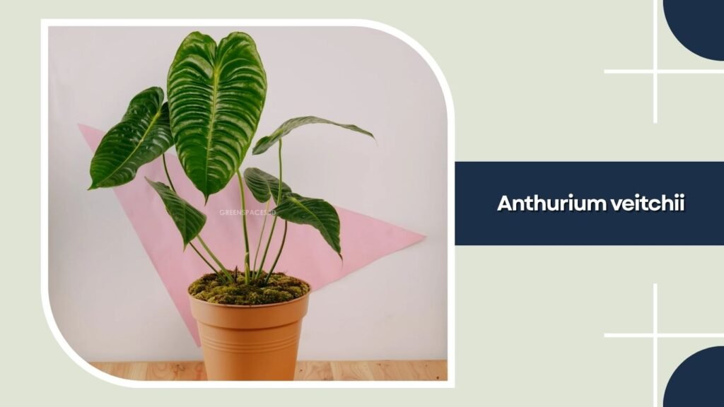 Anthurium veitchii