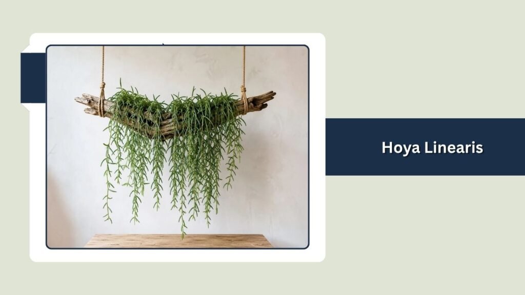 Hoya Linearis (Hoya linearis)