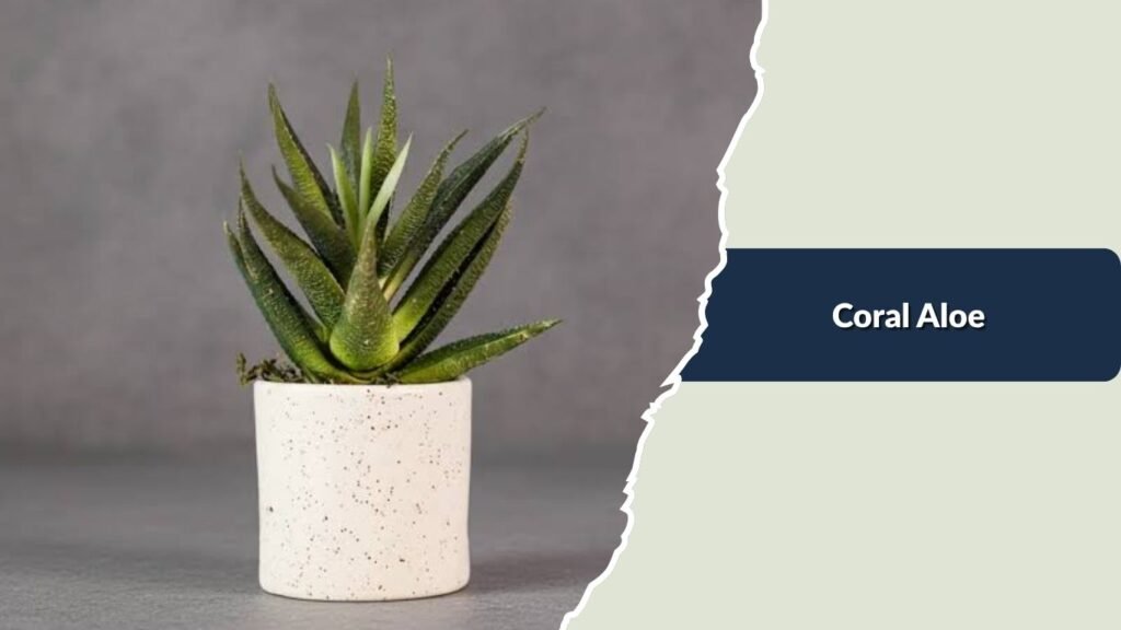 Coral Aloe