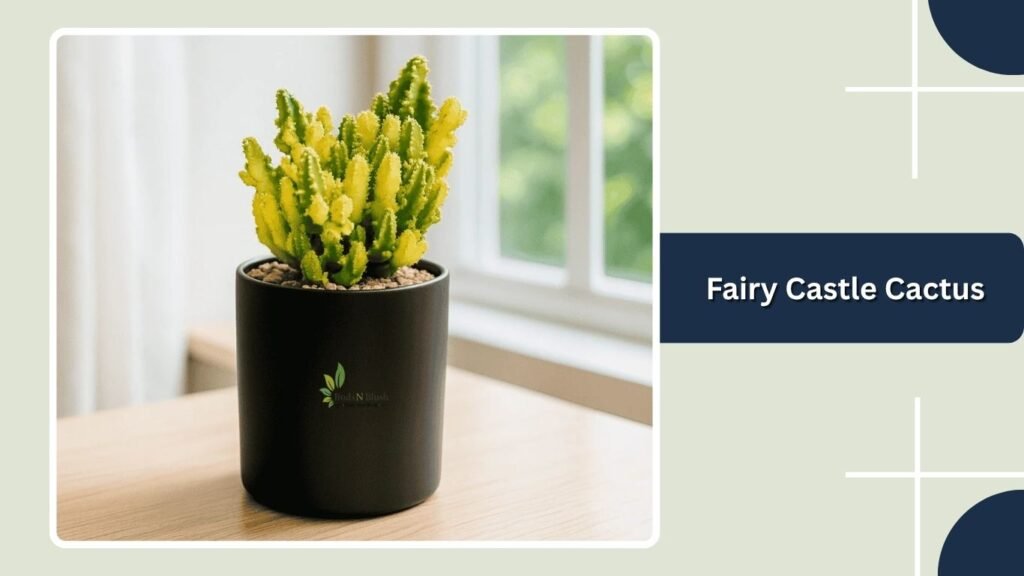 Fairy Castle Cactus