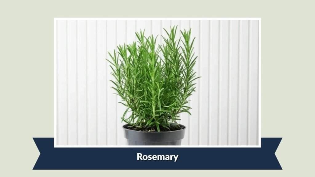 Rosemary