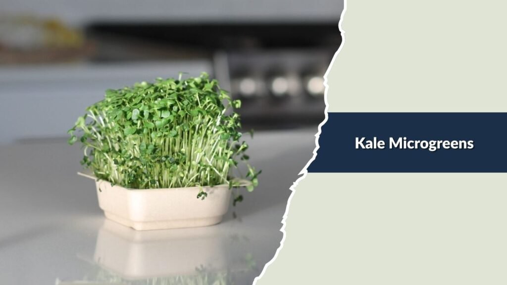 Kale Microgreens