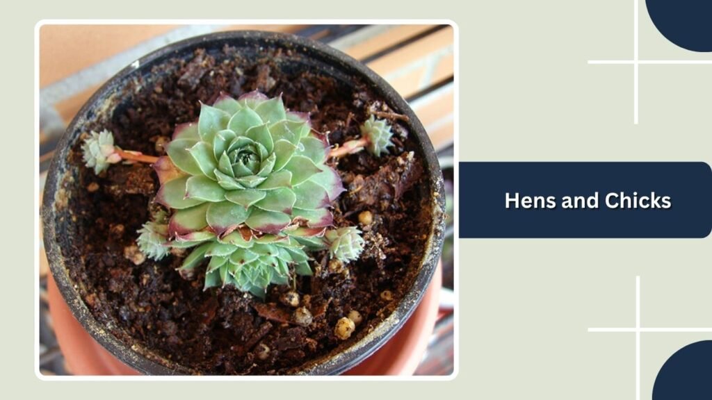 Hens and Chicks