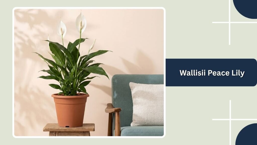 Wallisii Peace Lily (Spathiphyllum wallisii)