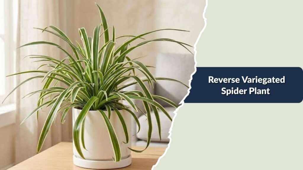 Reverse Variegated Spider Plant (Chlorophytum comosum 'Variegatum')