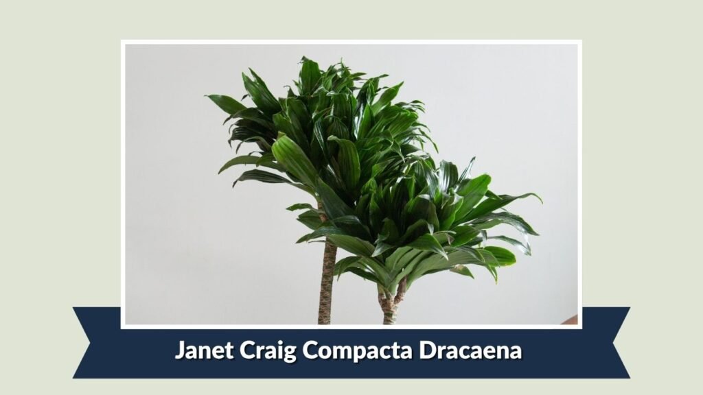 Janet Craig Compacta Dracaena (Dracaena fragrans 'Compacta')