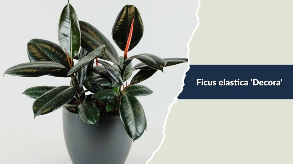 Ficus elastica ‘Decora’ (Decora Rubber Plant)