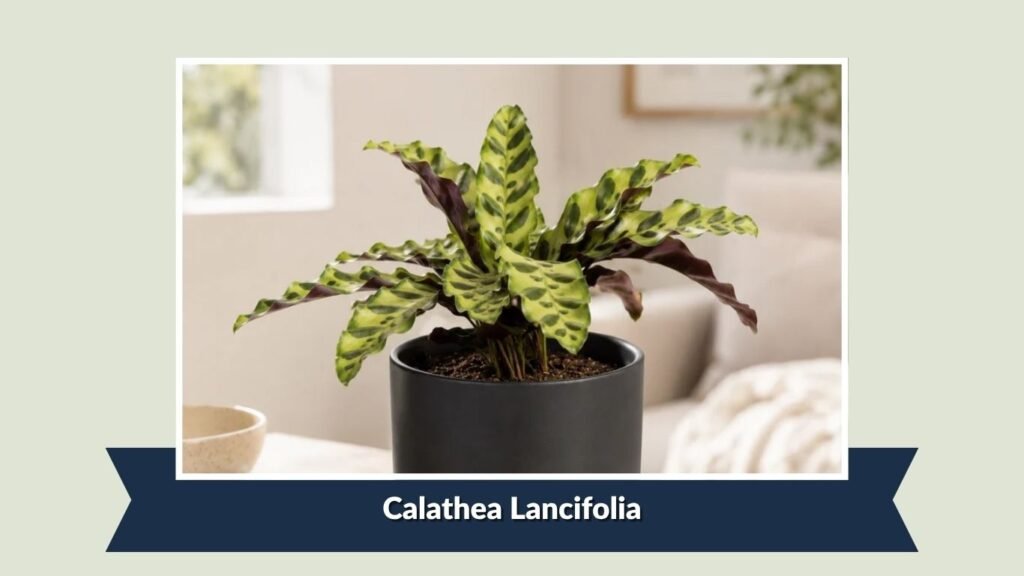 Calathea Lancifolia