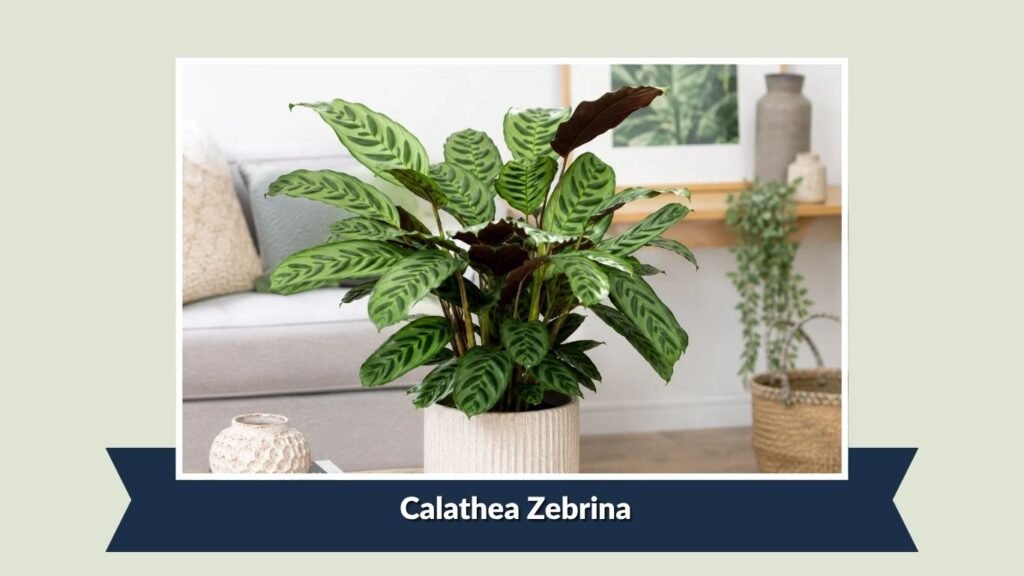 Calathea Zebrina