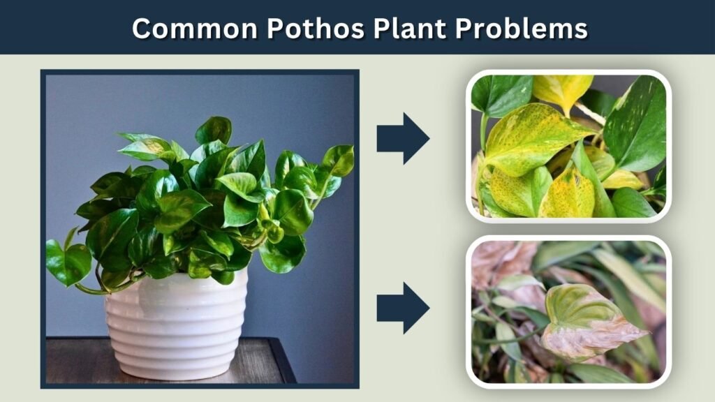 Common Pothos Plant Problems