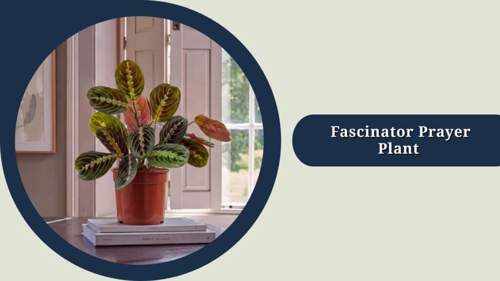 Fascinator Prayer Plant (Maranta leuconeura 'Fascinator')