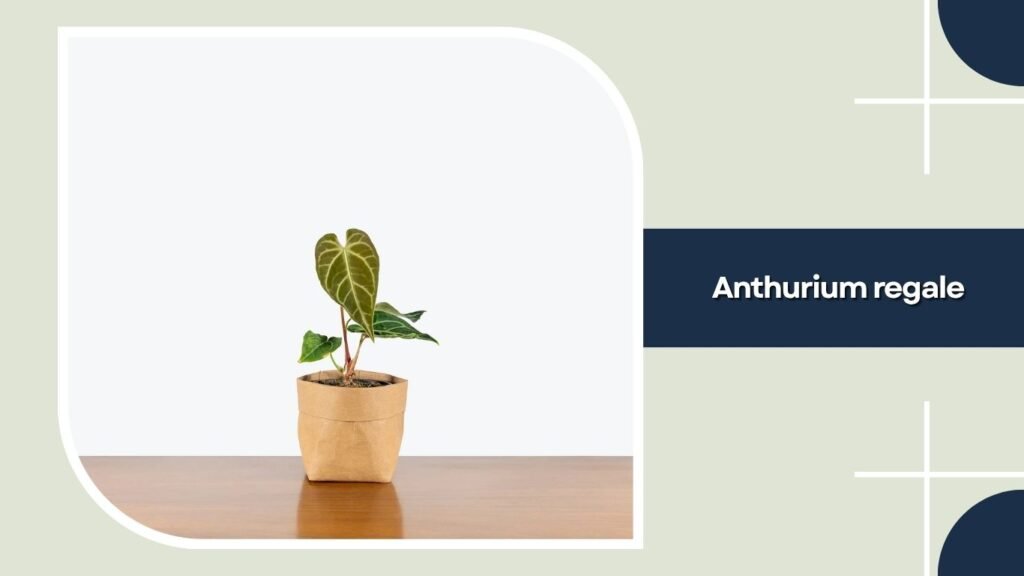 Anthurium regale