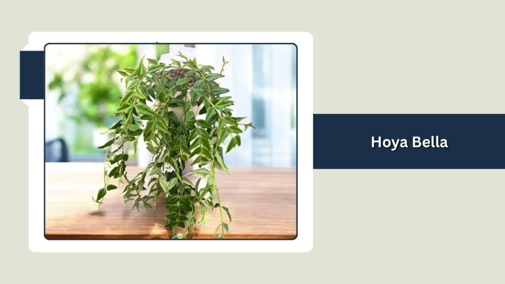 Hoya Bella (Hoya bella)