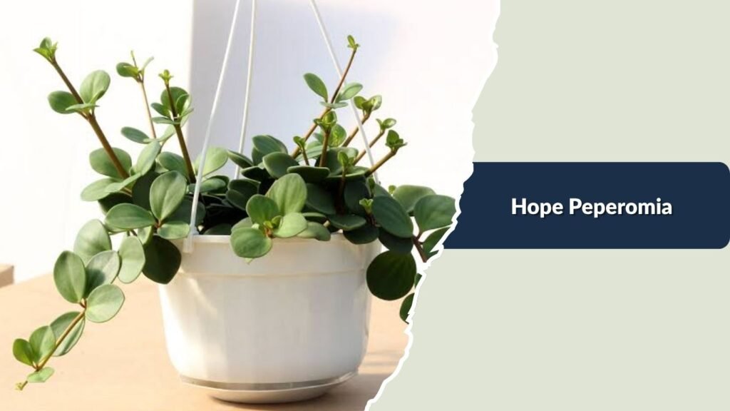 Hope Peperomia (Peperomia 'Hope')