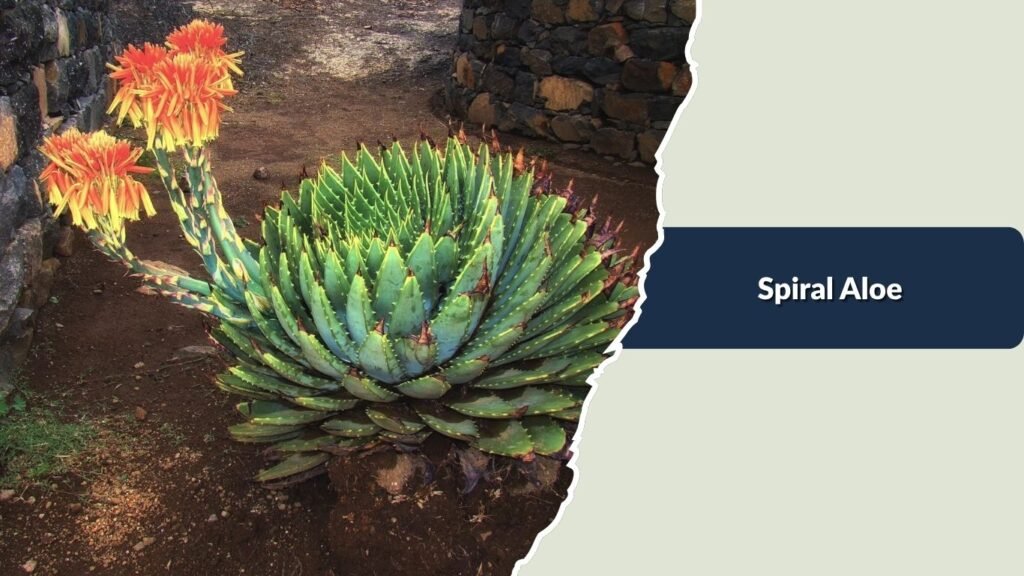 Spiral Aloe