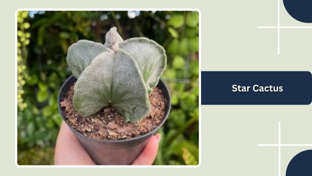 Star Cactus