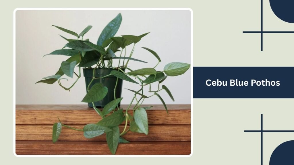 Cebu Blue Pothos