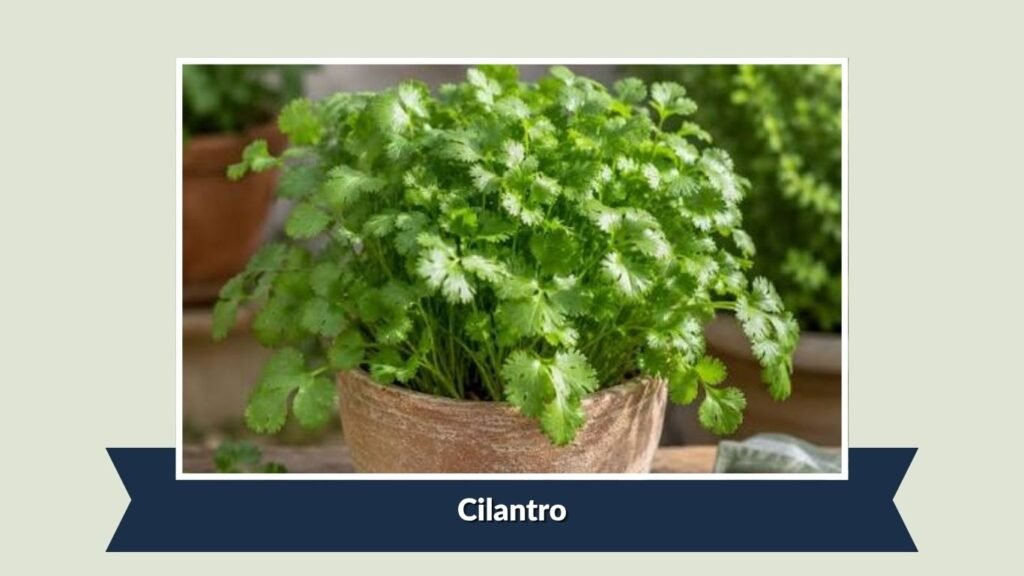 Cilantro