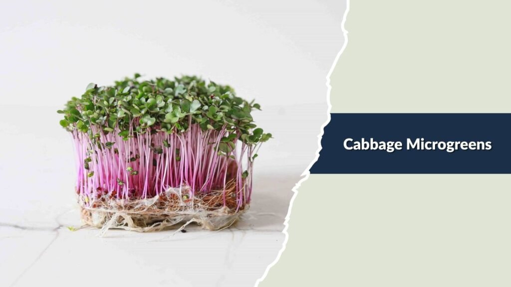 Cabbage Microgreens