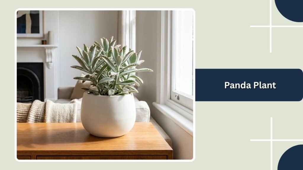 Panda Plant